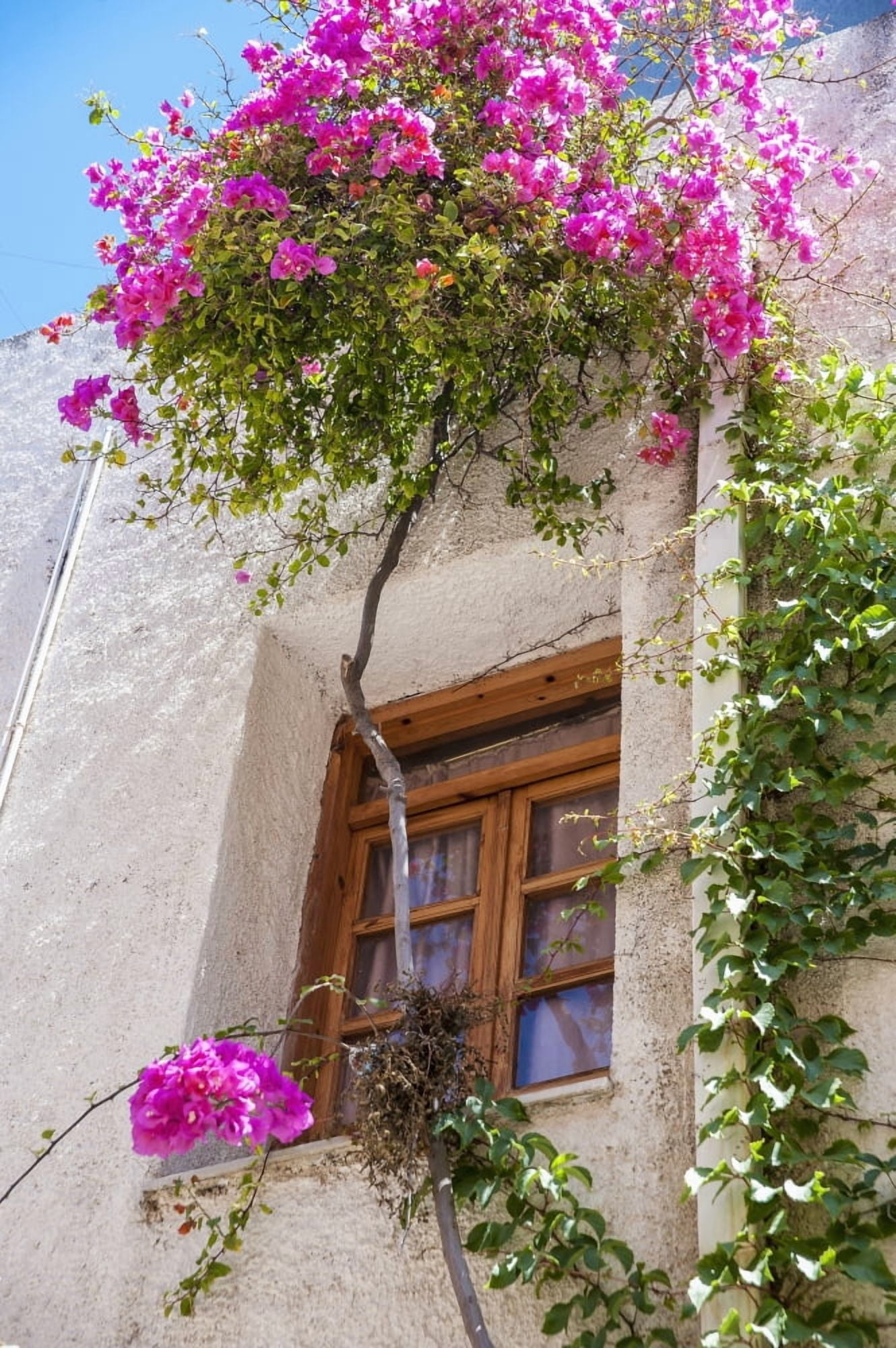 Blossoming flowers and a vine decorate the exterior of a house Chania Crete Greece Canvas Art - Dosfotos  Design Pics (24 x 38)