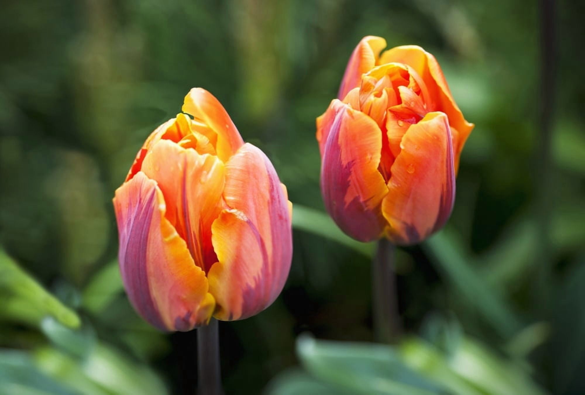 Blossoming multi-coloured tulips British Columbia Canada Canvas Art - Lorna Rande Design Pics (18 x 12)