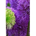 thumbnail image 1 of Blossoms: Alliums Are Hardy Bulbs That Produce Dramatic Balls of Purple, Blue, Yellow or Pink (Paperback) by Planners and Journals, 1 of 1