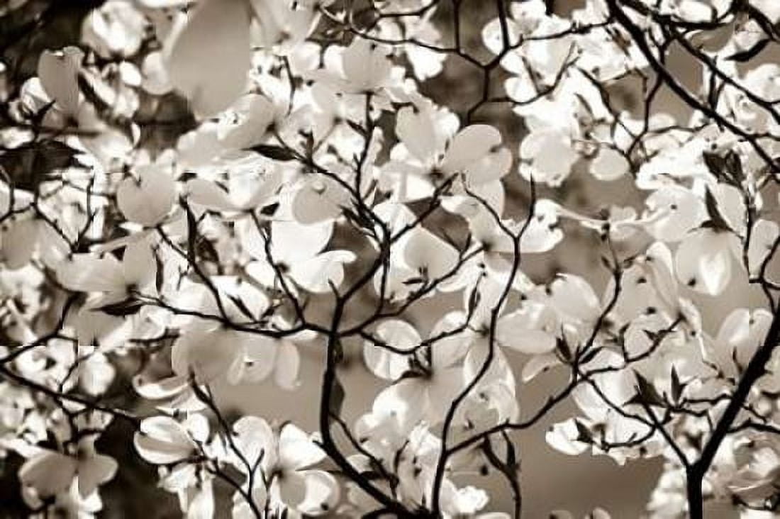 Blossoms I Canvas Art - Alan Hausenflock (20 x 28)