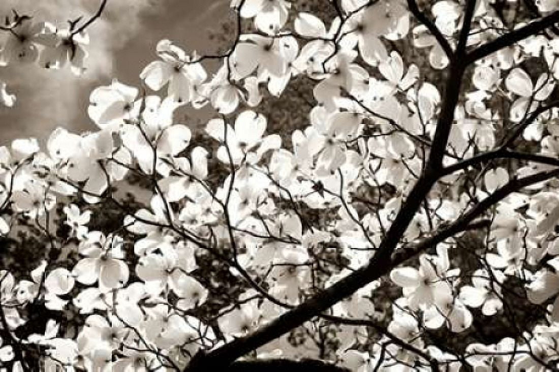Blossoms II Canvas Art - Alan Hausenflock (20 x 28)