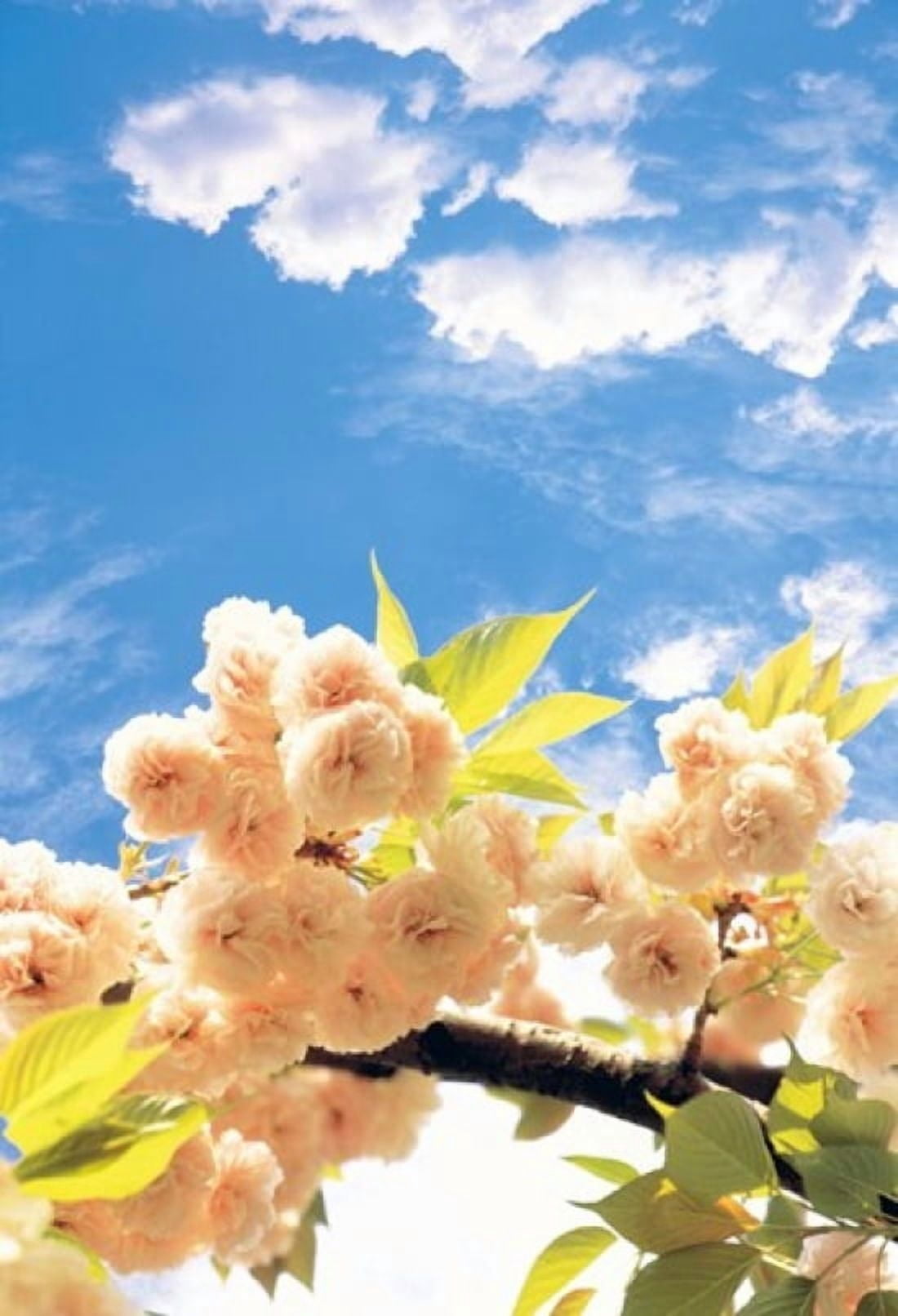 Blossoms against Sky Canvas Art - Panoramic Images (17 x 24)