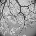 thumbnail image 1 of Blossoms on Gray II Poster Print by Gail Peck (12 x 12), 1 of 2