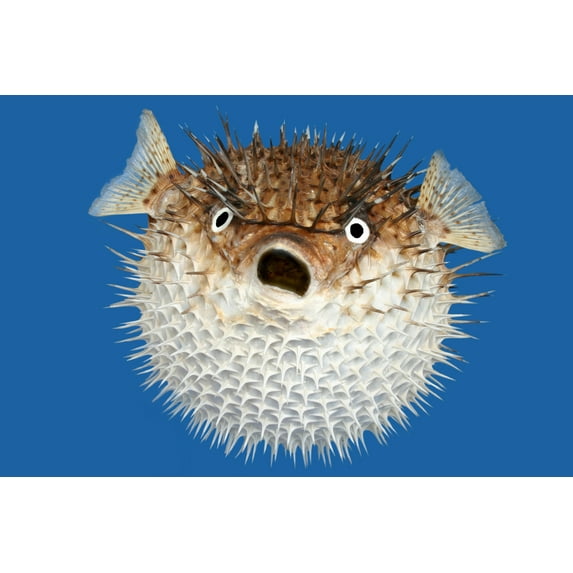 Blowfish (16x24 Giclee Gallery Art Print, Vivid Textured Wall Decor)