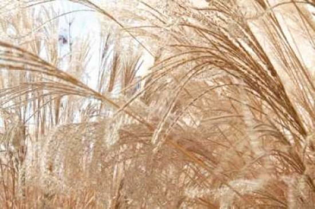 Blowing Grass I Canvas Art - Dana Styber (24 x 36)