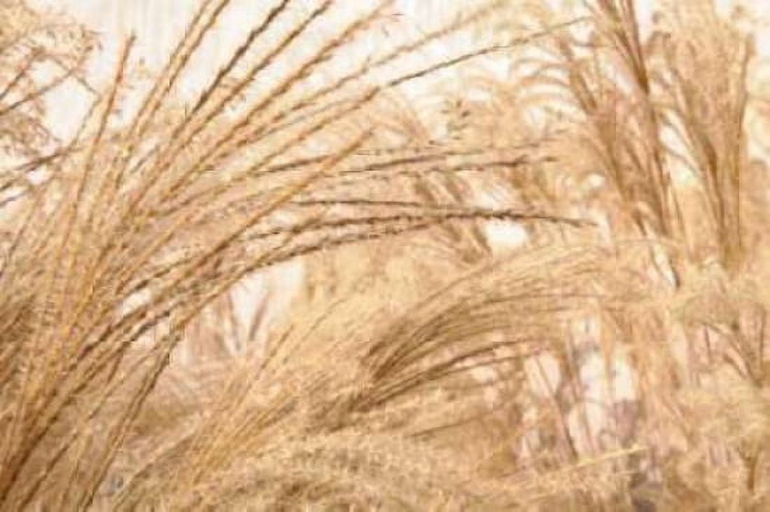 Blowing Grass II Canvas Art - Dana Styber (12 x 18)