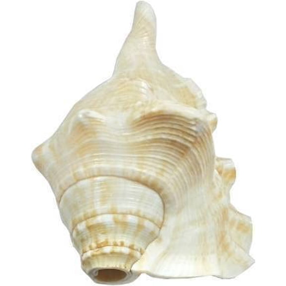 Blowing SHANKH 11CM Lord Ganesh Blowing Blowing Shankh/Shankh for Pooja Original Conch Shell White Jumbo (White) By Indian Collectible
