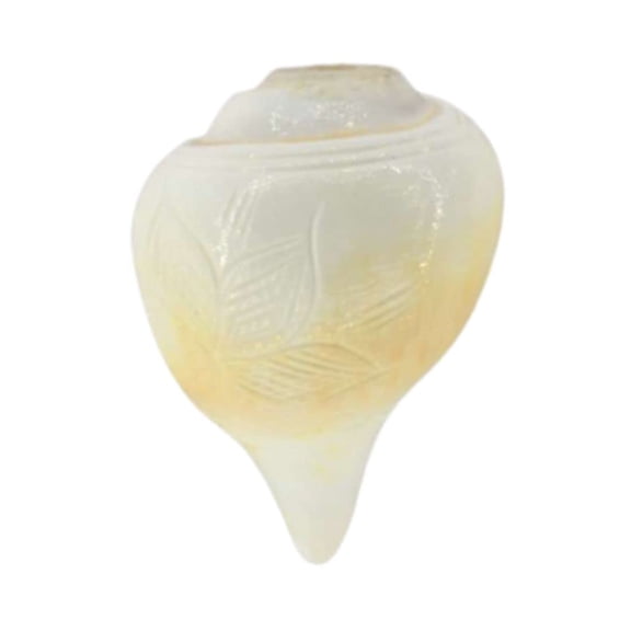 Blowing Shankh for Pooja Original Conch Shell, Size: 3.5 inches (Small) By Indian Collectible