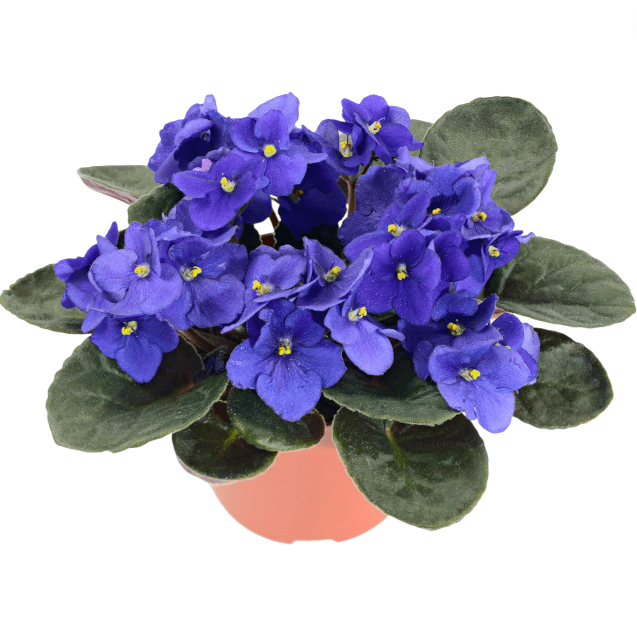 Blue Africa Violets Live Plant for Planting Indoor Outdoor, Blue Blooming Violet, Easy to Care, Houseplant Decor, Indoor Flowering Plant, 4 Inch Pot
