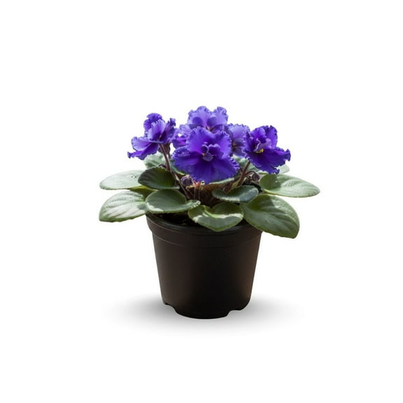 Blue African Violets Live Plants 4 Inches Tall, Blue Blooming Variety, Compact Indoor Houseplants for Home and Office Decor