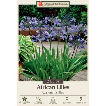 Blue Agapanthus - 2 Roots - Long Summer Blooms