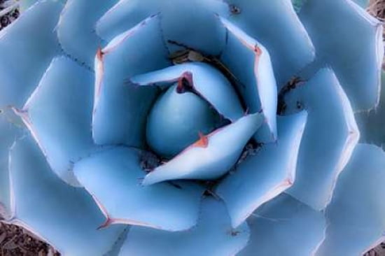 Blue Agave Canvas Art - Dana Echols (12 x 18)