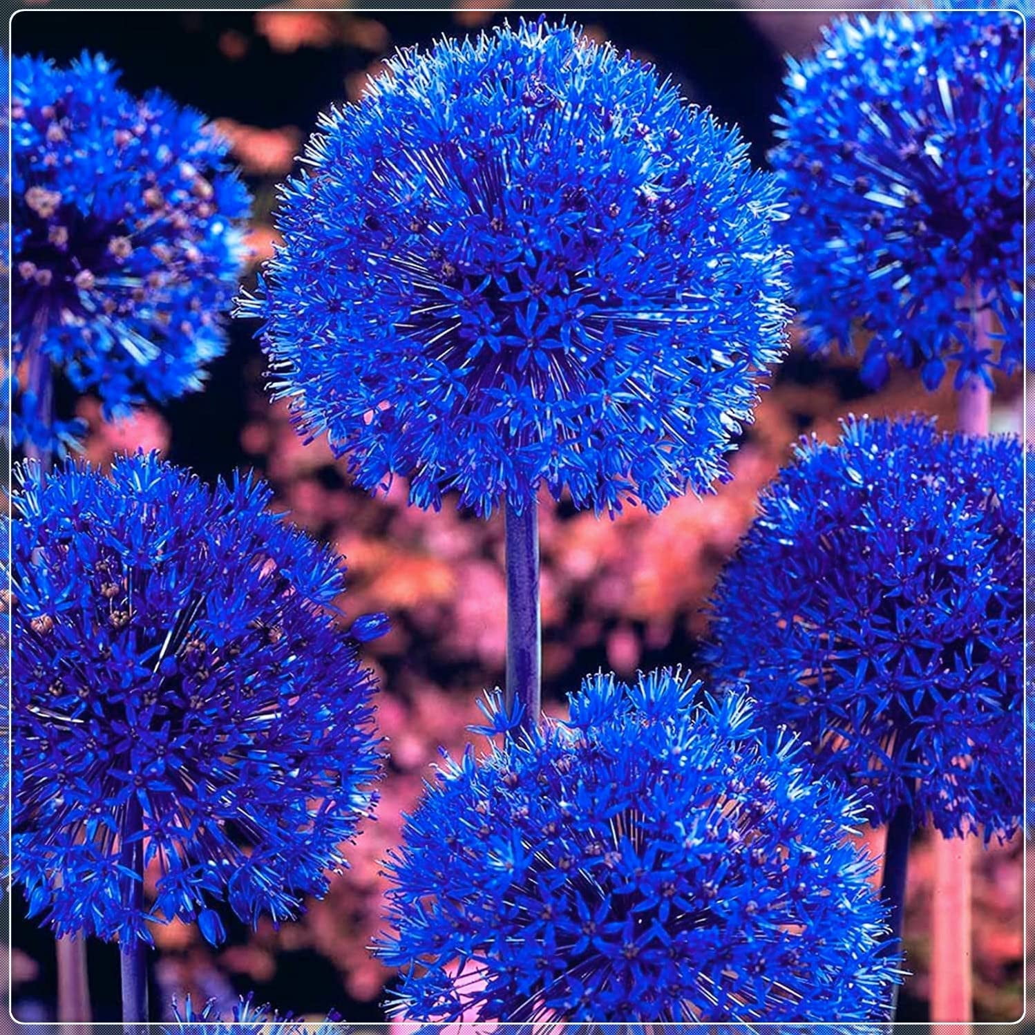 Azureuma Blue Allium Bulbs for Planting - Allium