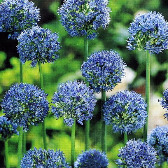 Blue Allium (or Azure Allium) Flower Bulbs - 25 Bulbs per Pack - Attracts Butterflies and Hummingbirds - Deer Resistant - Good as Cut Flowers - Perennializing