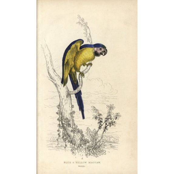 Blue And Yellow Macaw, Ara Ararauna Poster Print By ® Florilegius Mary Evans (18 X 24)