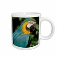 thumbnail image 1 of 3drose, Blue and Yellow Macaw, Tropical Bird, Brazil - Sa04 Ksc0023 - Kevin Schafer, 11oz Mug, 1 of 6