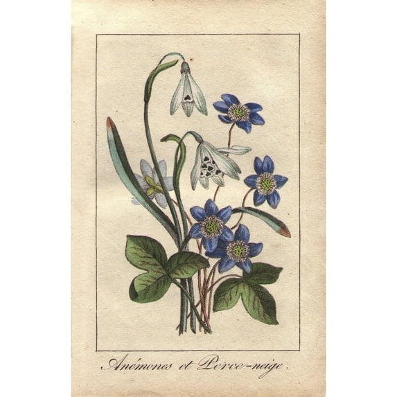 Blue Anemones And White Snowdrops, Anemonea Poster Print By ® Florilegius Mary Evans (18 X 24)