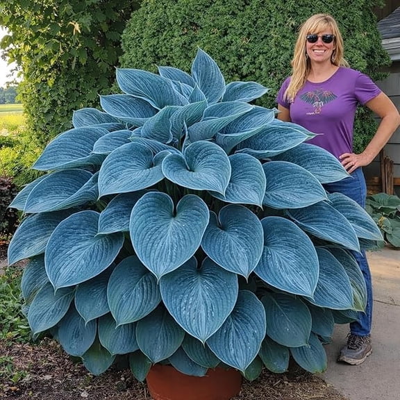 Blue Angel Giant Hosta Plant for Growing - Easy to Grow Hosta Plant - Perennial