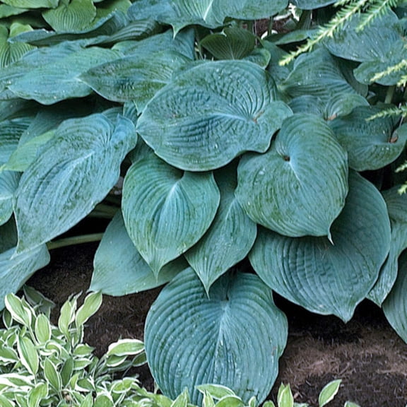 Blue Angel Hosta - Hosta 'Blue Angel'