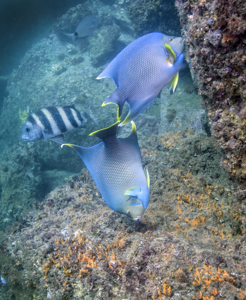 Blue Angelfish feeding on coral and algae with Sheepshead in background Canvas Art - Michael WoodStocktrek Images (13 x 16)