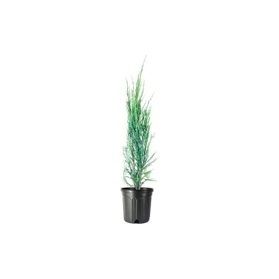 Blue Arrow Juniper - 1 Live Gallon Size Tree - Juniperus Scopulorum - Formal Evergreen Privacy Screening Plants