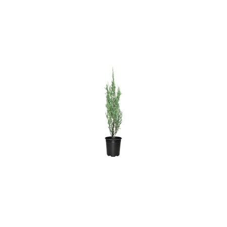 Blue Arrow Juniper 3 Live 4 Inch Pots Juniperus Scopulorum Drought-Tolerant Evergreen Ideal for Landscaping & Ornamental Use Low-Maintenance Outdoor Plant