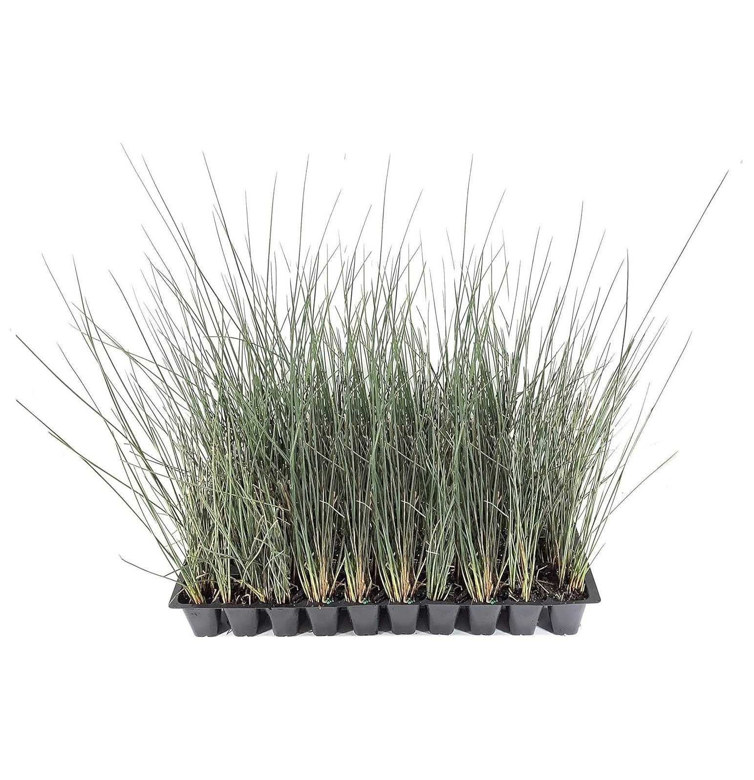 Blue Arrows Rush Grass - Juncus Inflexus - 3 Live Plants - Drought Tolerant Low Maintenance - image 1 of 3