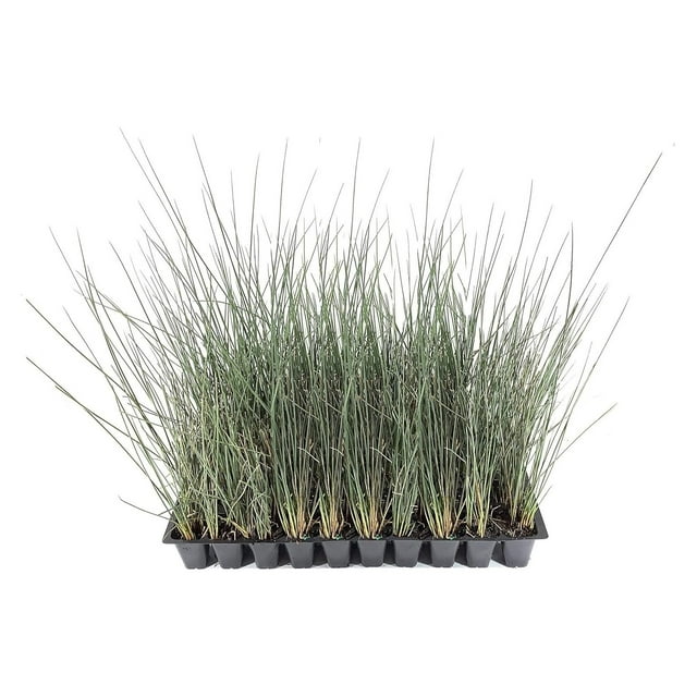 Blue Arrows Rush Grass - Juncus Inflexus - 3 Live Plants - Drought Tolerant Low Maintenance