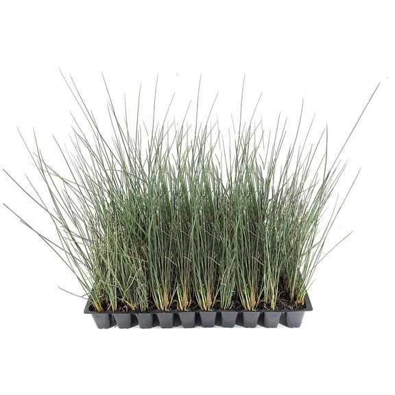 Blue Arrows Rush Grass - Juncus Inflexus - 40 Live Plants - Drought Tolerant Low Maintenance