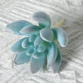 thumbnail image 1 of Blue Artificial Succulent Plants - 1 Pack - Premium Fake Plants - Realistic Textured Cactus - Premium Crafting DIY Greenery Decor for Indoor & Outdoor（Flocked ）, 1 of 5