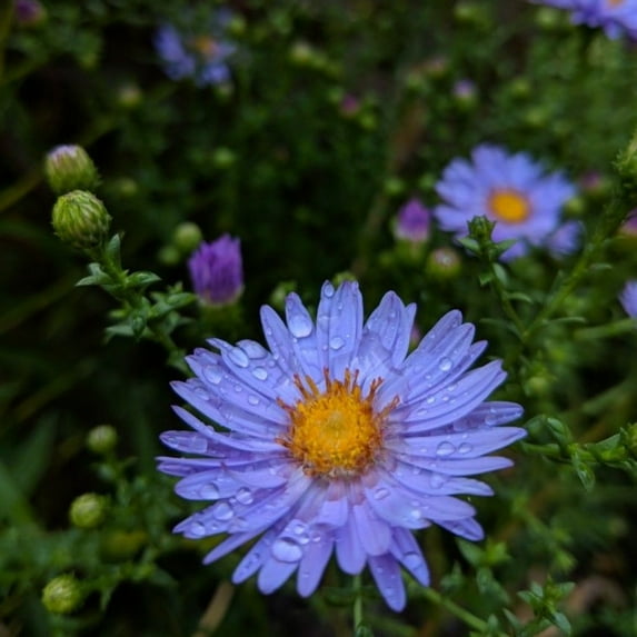 Blue Aster Woods Live Plant, Aster Woods, Perennial Live Plant for Outdoor Landscape, 4 Inch