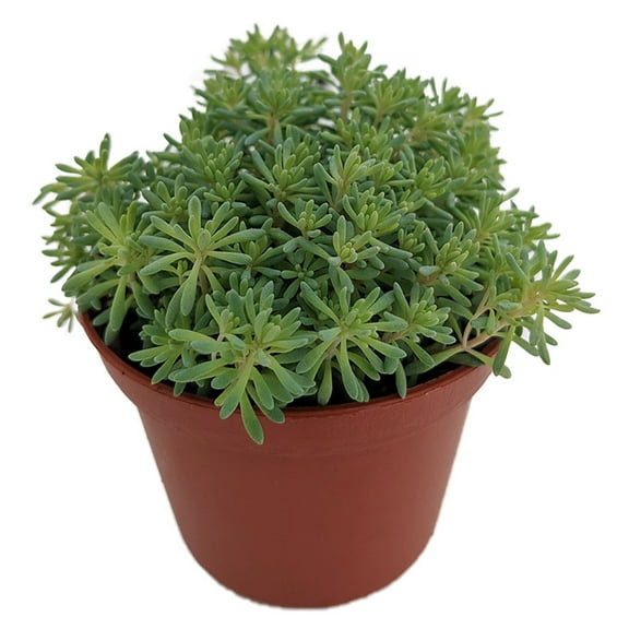 Blue Ball Sedum - Hardy Perennial Groundcover or Indoors - 2.5" Pot