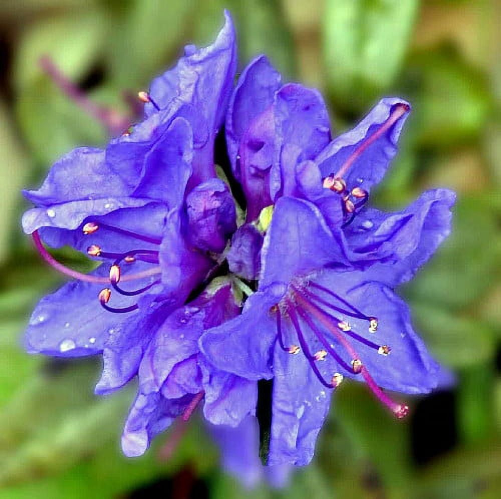 Blue Baron Rhododendron - Very Hardy - Spectacular - 4" Pot