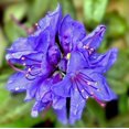 thumbnail image 1 of Blue Baron Rhododendron - Very Hardy - Spectacular - 4" Pot, 1 of 4
