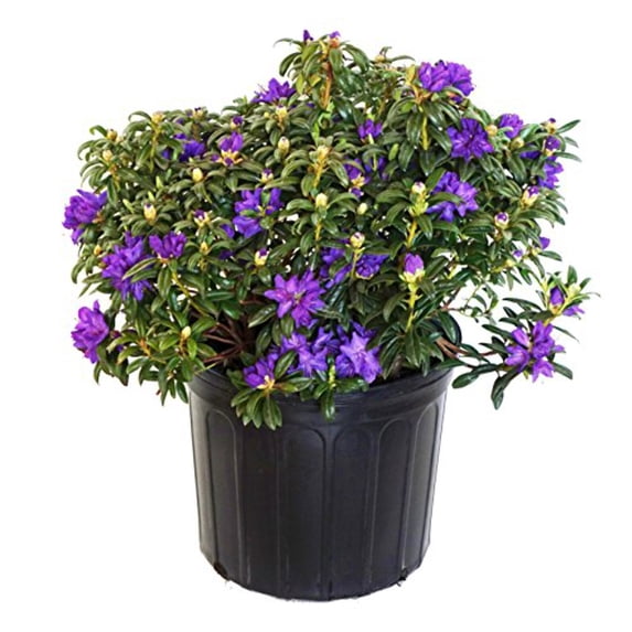 Blue Baron Rhododendron
