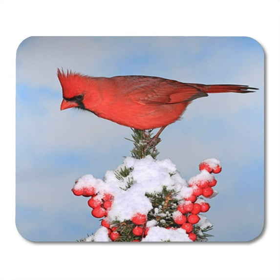 Blue Beautiful Male Northern Cardinal Cardinalis on Festive Spruce Bough Mousepad Mouse Pad Mouse Mat 9x10 inch