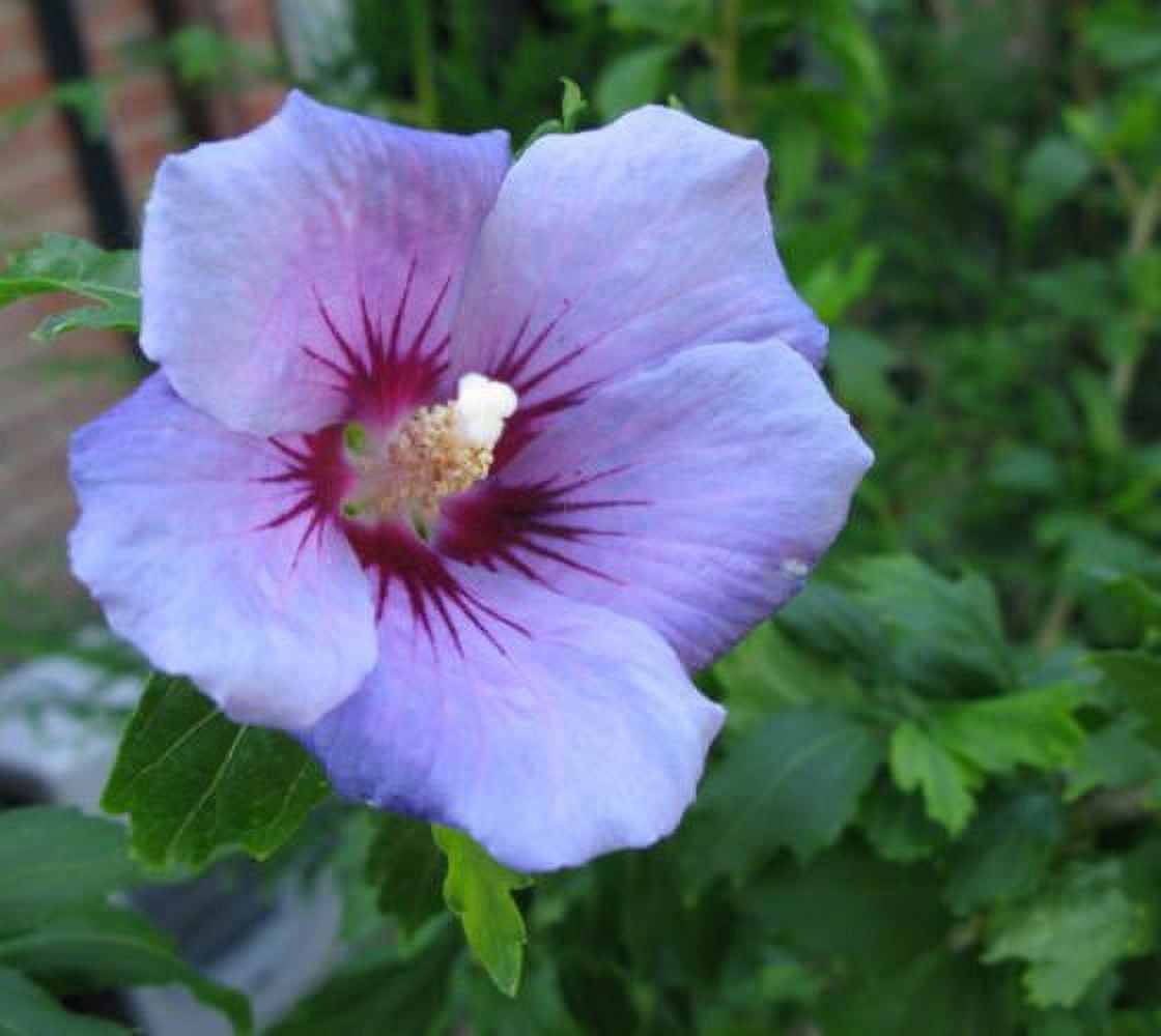 Blue Bird Hibiscus ( Althea ) - Rose of Sharon - Live Plant ( 1 QT ) - Full Sun - Repeat Blooms