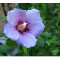 thumbnail image 1 of Blue Bird Hibiscus ( Althea ) - Rose of Sharon - Live Plant ( 1 QT ) - Full Sun - Repeat Blooms, 1 of 5