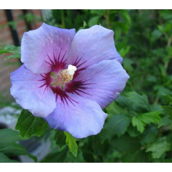 Blue Bird Hibiscus ( Althea ) - Rose of Sharon - Live Plant ( 1 QT ) - Full Sun - Repeat Blooms
