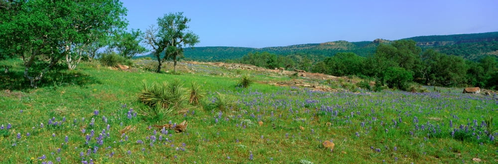 Blue Bonnets in Hill Country Willow City Loop Road Texas Canvas Art - Panoramic Images (27 x 9)