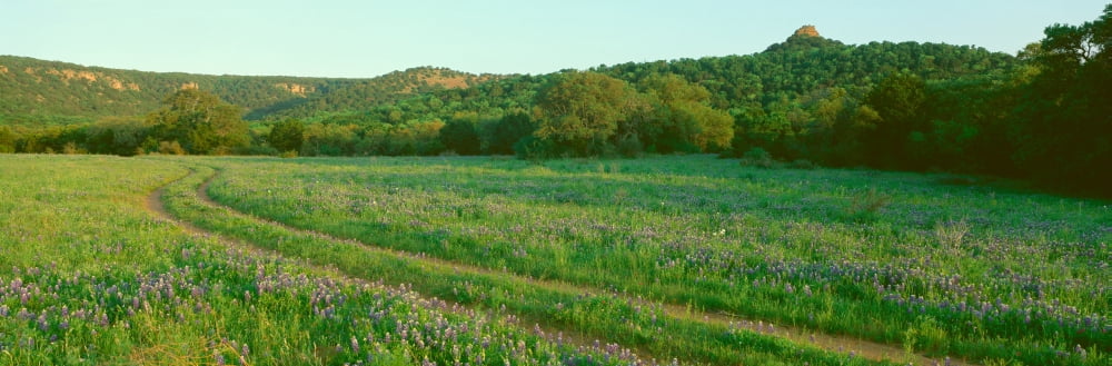 Blue Bonnets in Hill Country Willow City Loop Road Texas Canvas Art - Panoramic Images (27 x 9)