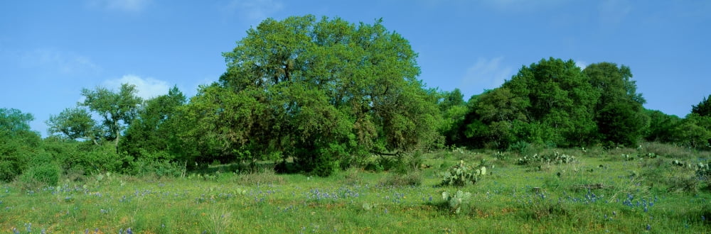 Blue Bonnets in Hill Country Willow City Loop Road Texas Canvas Art - Panoramic Images (36 x 12)
