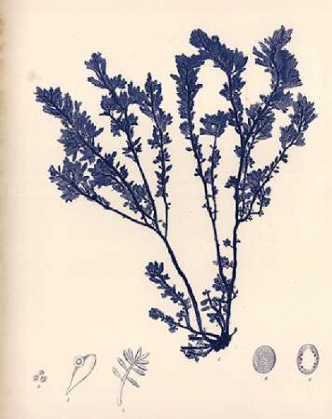 Blue Botanical Study III Canvas Art - Kimberly Poloson (22 x 28)