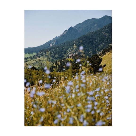 Blue Boulder Blooms - Boulder Colorado Photography Mountain Nature Landscape Flowers Scenic Wilderness Summer Unframed Wall Art Print 5 x 7 inches