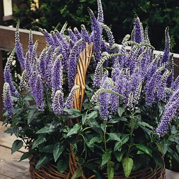 Blue Bouquet Veronica Seeds 250 Mg – Veronica spicata – Perennial, Non-GMO – First-Year Blooms, 12–15" Lavender Spikes – Drought Tolerant – Ideal for Borders & Bouquets – Zones 5–8