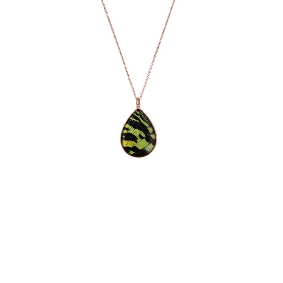 Blue Box Boutique Rose Gold Plated Madagascan Sunset Moth Pendant Real Butterfly Necklace for Women, Teens