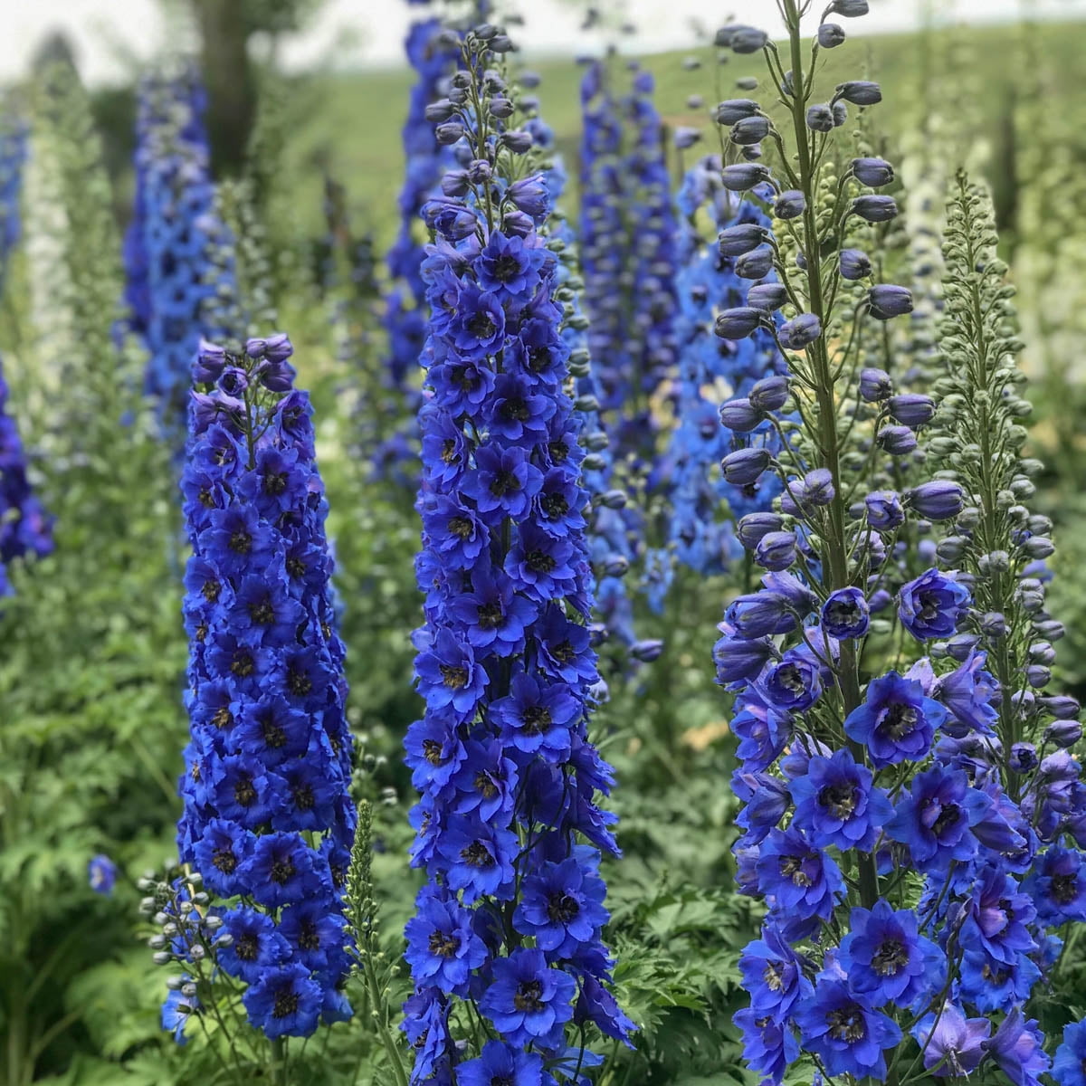 Blue Buccaneers Delphinium Dormant Bare Root Flowering Perennial Starter Plant - 1 starter plant per offer