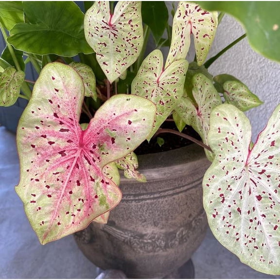 Blue Buddha Farm 12" Pink Miss Muffet Caladium Live Plants in 6" Grower Pots (2 Count)