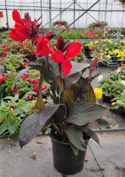Blue Buddha Farm Black Knight Canna Lily Bulb Easy to Grow Indoor or