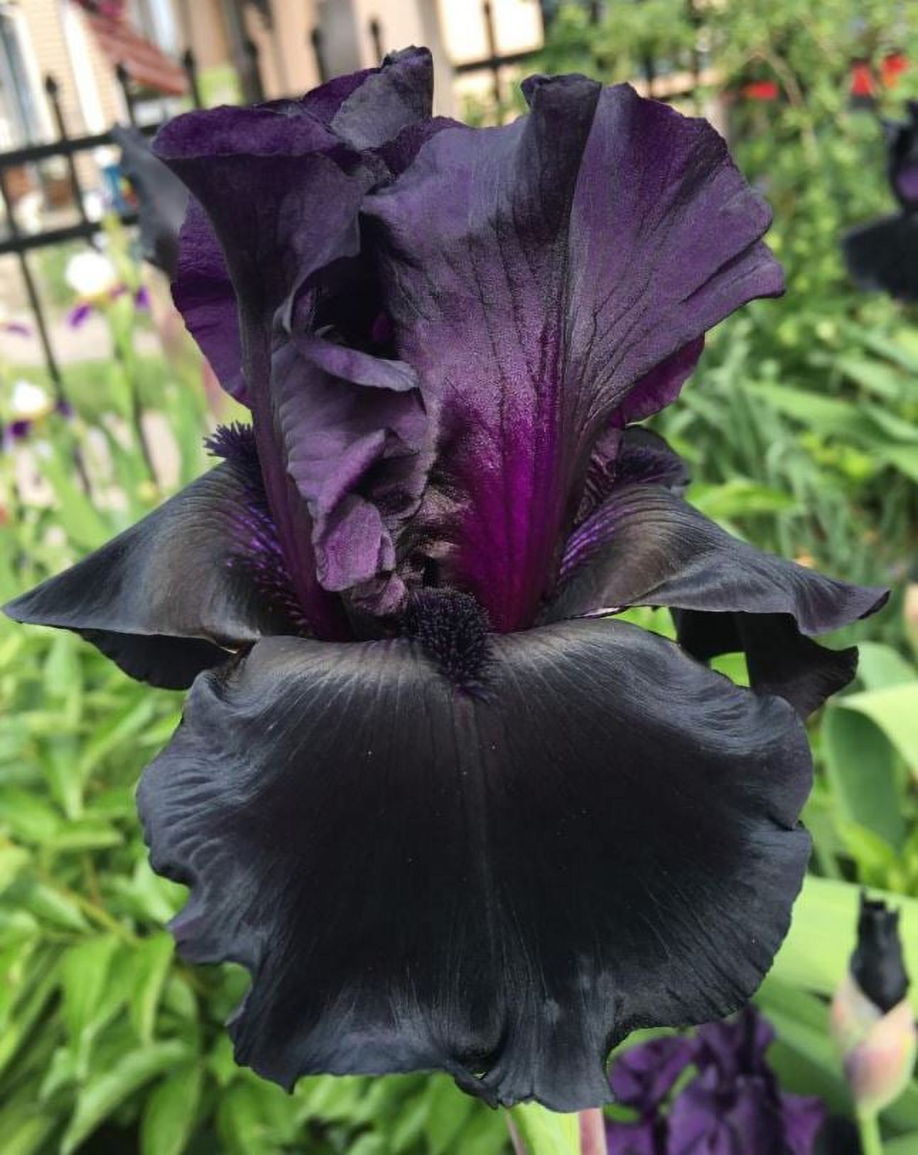 Blue Buddha Farm Black is Black Bearded Iris Easy to Grow Outdoor